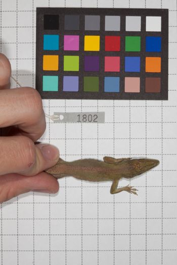 Media type: image;   Herpetology R-189905